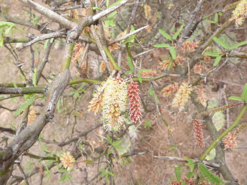 Prosopis elata (Tall mesquite) — photo