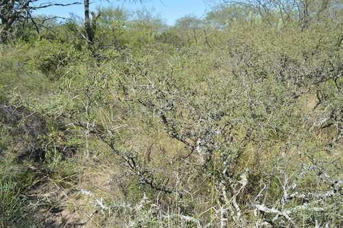 Prosopis elata