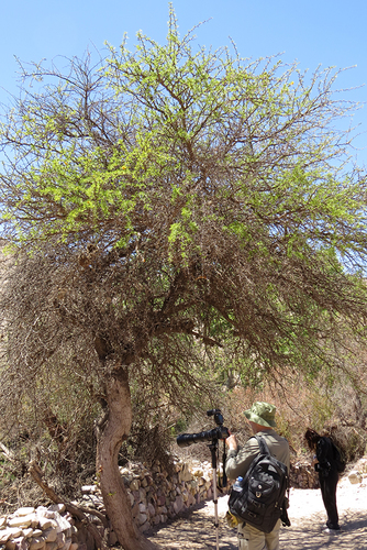 Prosopis ferox — photo