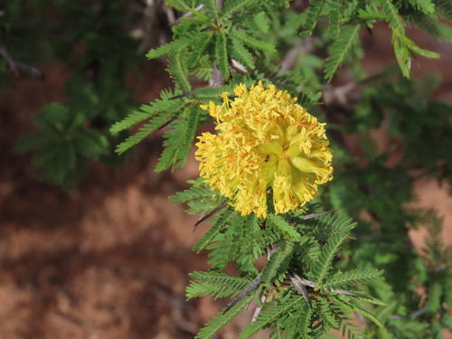 Prosopis ferox