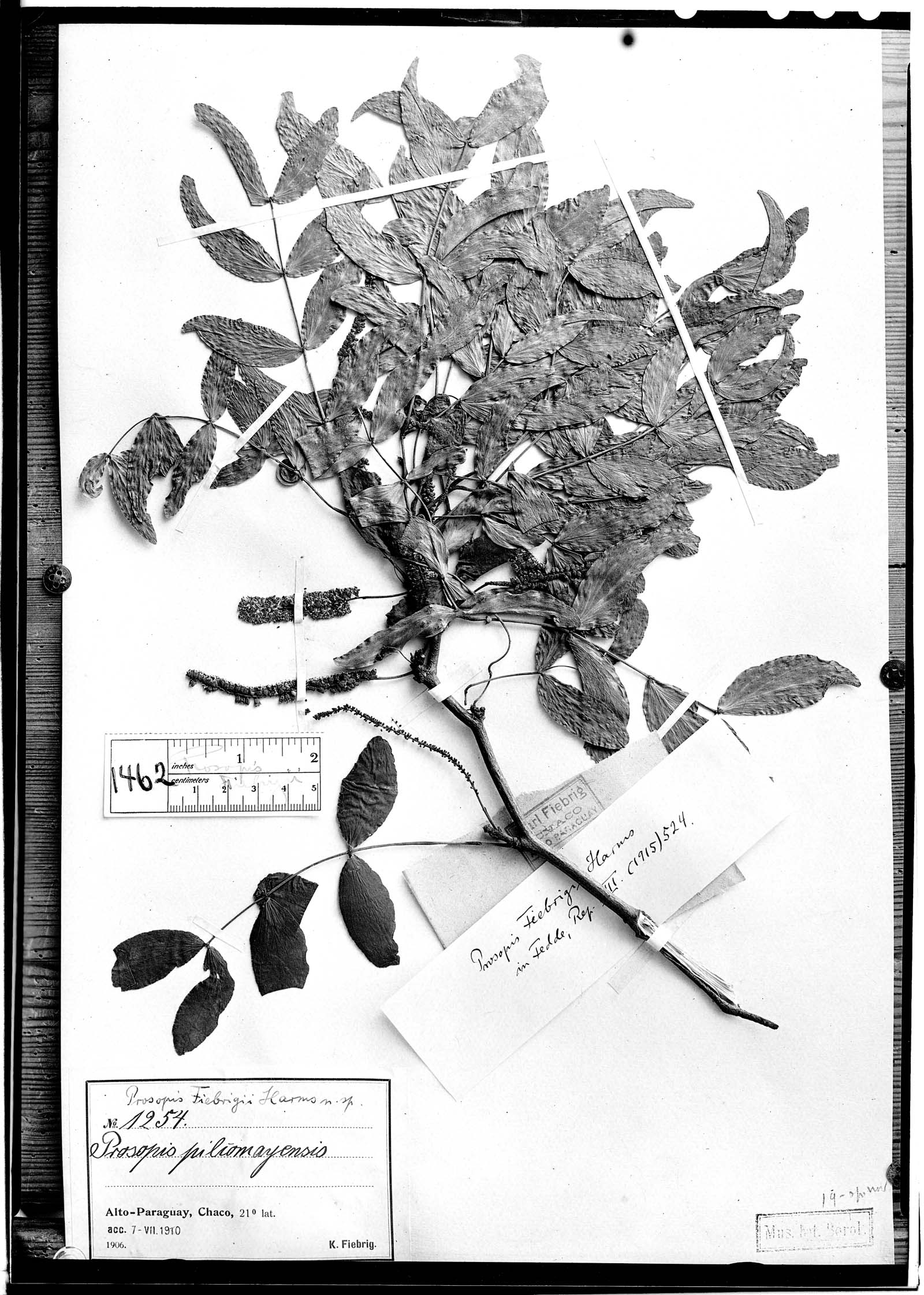 Prosopis fiebrigii — photo