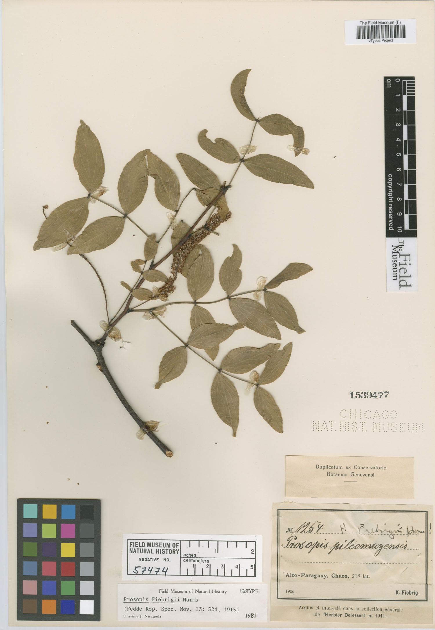 Prosopis fiebrigii