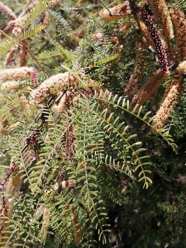 Prosopis flexuosa (Algarrobo) — photo