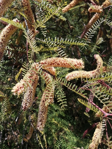 Prosopis flexuosa (Algarrobo) — photo