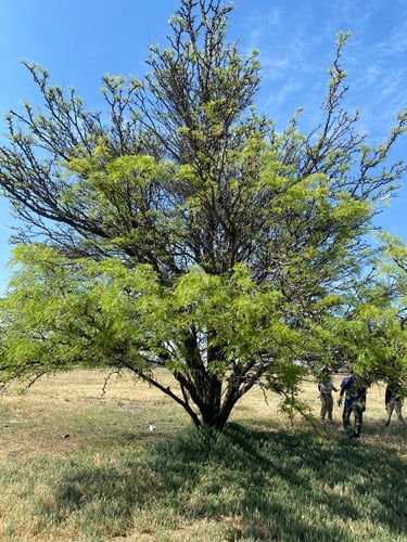 Prosopis flexuosa