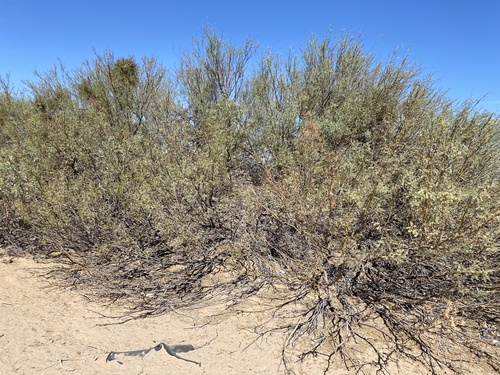 Prosopis glandulosa (Glandular mesquite) — photo