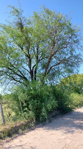Prosopis hassleri (Algarrobo) — photo