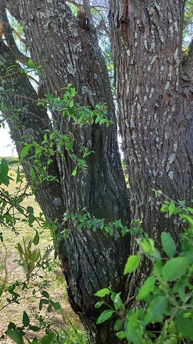 Prosopis hassleri (Algarrobo) — photo