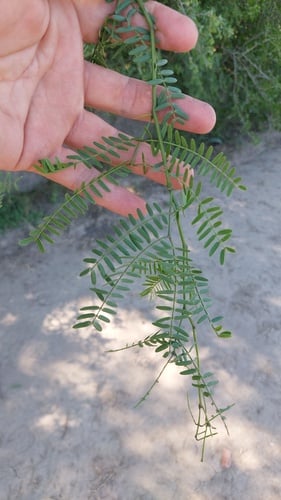 Prosopis hassleri