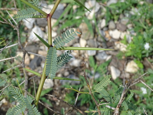 Prosopis laevigata (Smooth mesquite) — photo