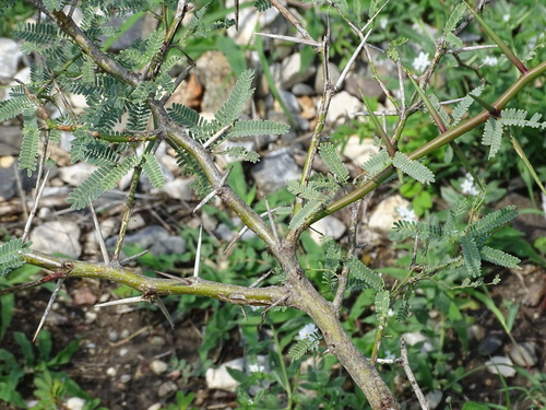 Prosopis laevigata