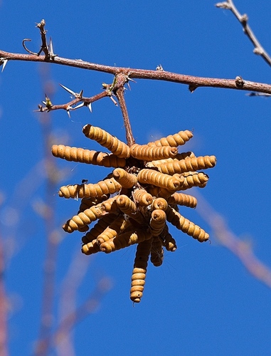 Prosopis pubescens (Screwbean mesquite) — photo