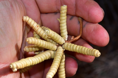 Prosopis pubescens (Screwbean mesquite) — photo