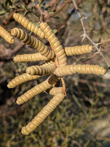 Prosopis pubescens