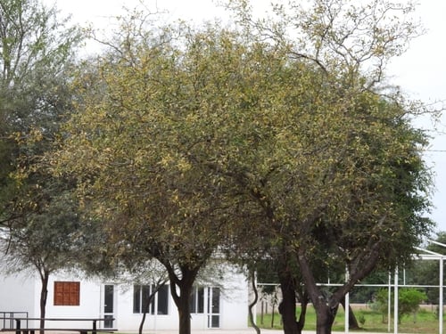Prosopis ruscifolia