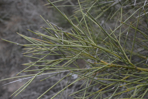 Prosopis sericantha — photo