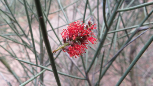 Prosopis sericantha — photo