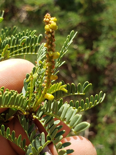 Prosopis tamarugo (Tamarugo) — photo