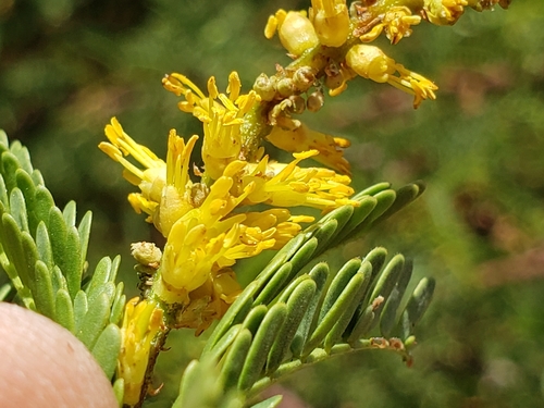 Prosopis tamarugo