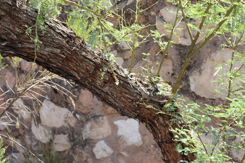 Prosopis velutina (Mesquite) — photo