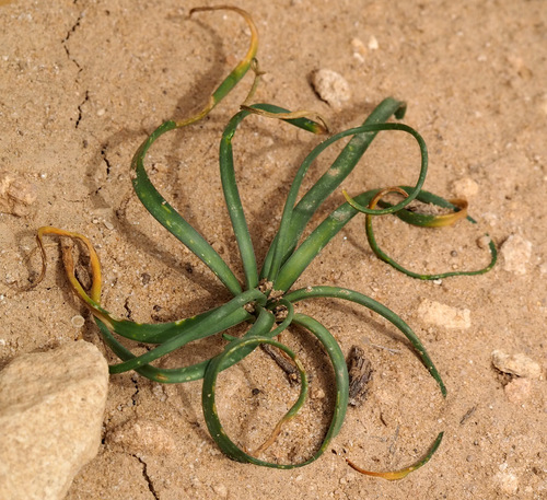 Prospero hanburyi — photo