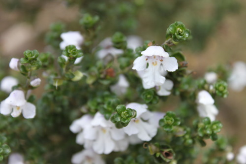 Prostanthera cuneata (Alpine mint bush) — photo