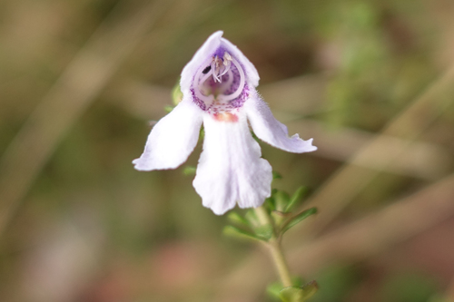 Prostanthera cuneata (Alpine mint bush) — photo