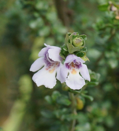 Prostanthera cuneata