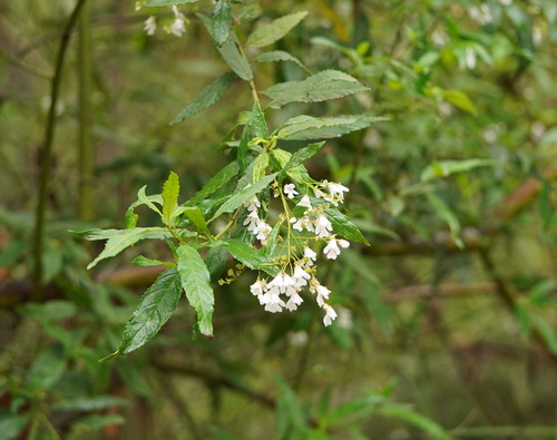 Prostanthera lasianthos (Victorian Christmas bush) — photo