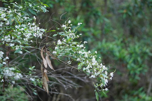 Prostanthera lasianthos (Victorian Christmas bush) — photo
