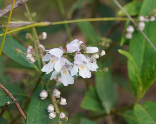 Prostanthera lasianthos