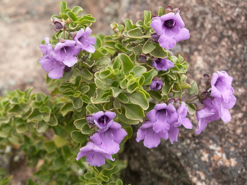 Prostanthera ovalifolia (Purple Mint-bush) — photo