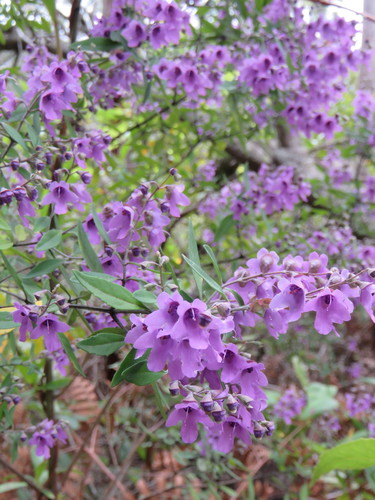 Prostanthera ovalifolia (Purple Mint-bush) — photo