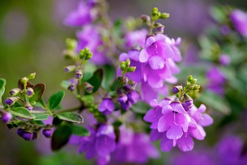 Prostanthera ovalifolia