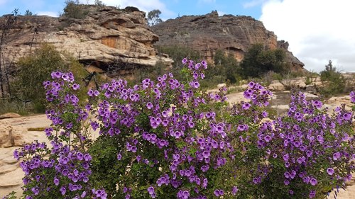 Prostanthera rotundifolia (Native mint) — photo