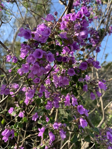 Prostanthera rotundifolia (Native mint) — photo