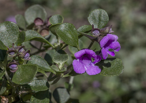Prostanthera rotundifolia
