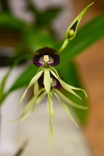 Prosthechea cochleata (Tree orchis) — photo