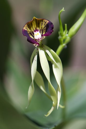 Prosthechea cochleata (Tree orchis) — photo