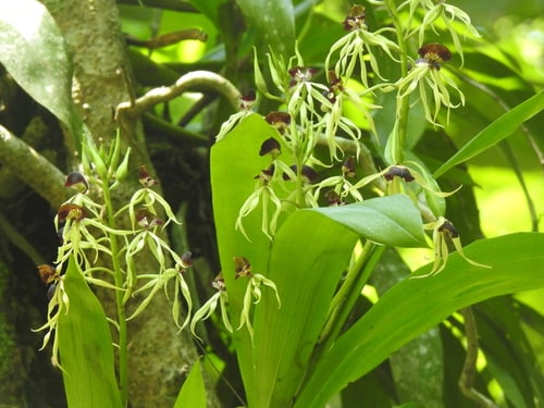 Prosthechea cochleata