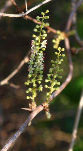 Protasparagus racemosus (Native Asparagus) — photo