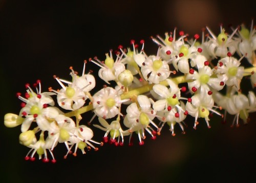 Protasparagus racemosus