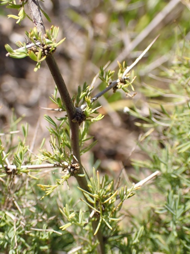 Protasparagus suaveolens — photo