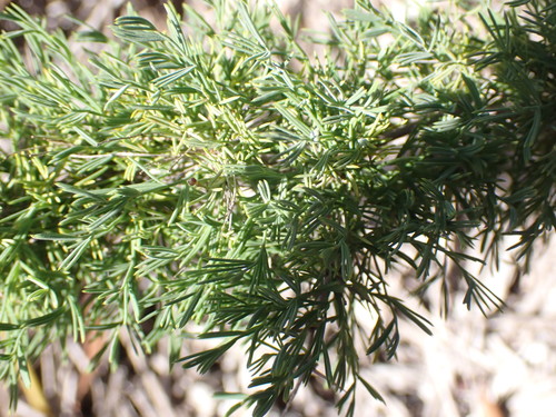 Protasparagus suaveolens