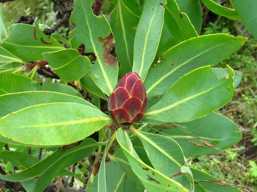 Protea angolensis (Sugarbush) — photo