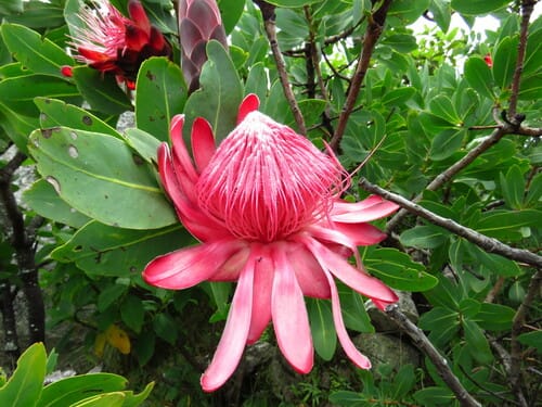 Protea angolensis (Sugarbush) — photo