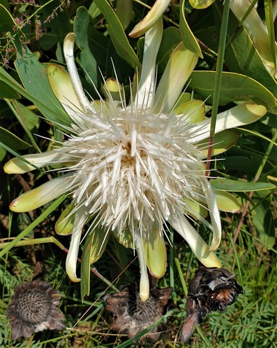 Protea angolensis