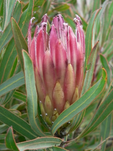 Protea burchellii — photo