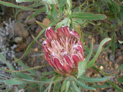 Protea burchellii — photo