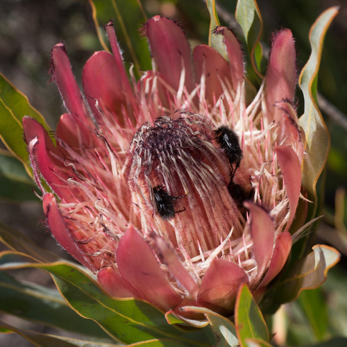 Protea burchellii